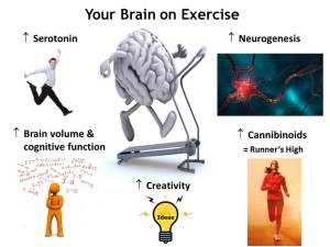 Brain on Exercise